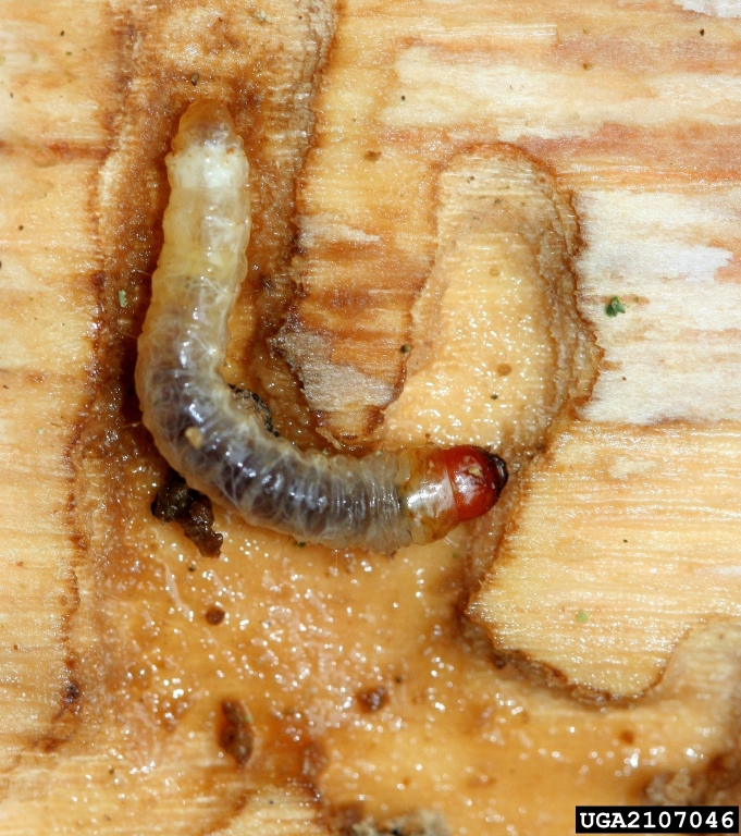 Lilac borer larva